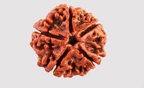 Panch Mukhi Rudraksha